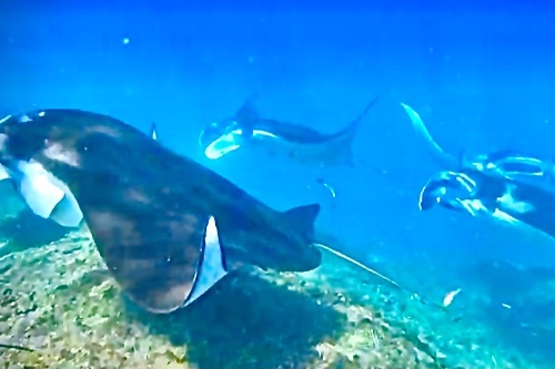 Nusa Penida Snorkeling