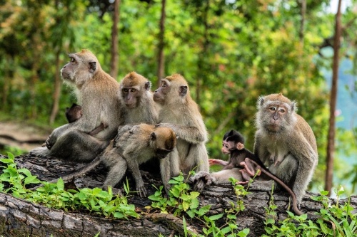 Monkey forest