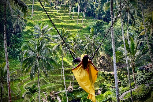 Jungle Swing